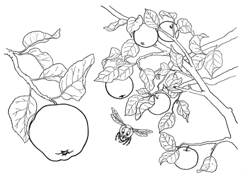 Apples On The Tree  Coloring Page